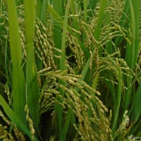 Oryza sativa L.